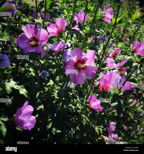 木槿|Hibiscus syriacus